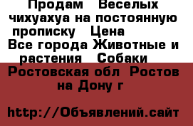 Продам.  Веселых чихуахуа на постоянную прописку › Цена ­ 8 000 - Все города Животные и растения » Собаки   . Ростовская обл.,Ростов-на-Дону г.